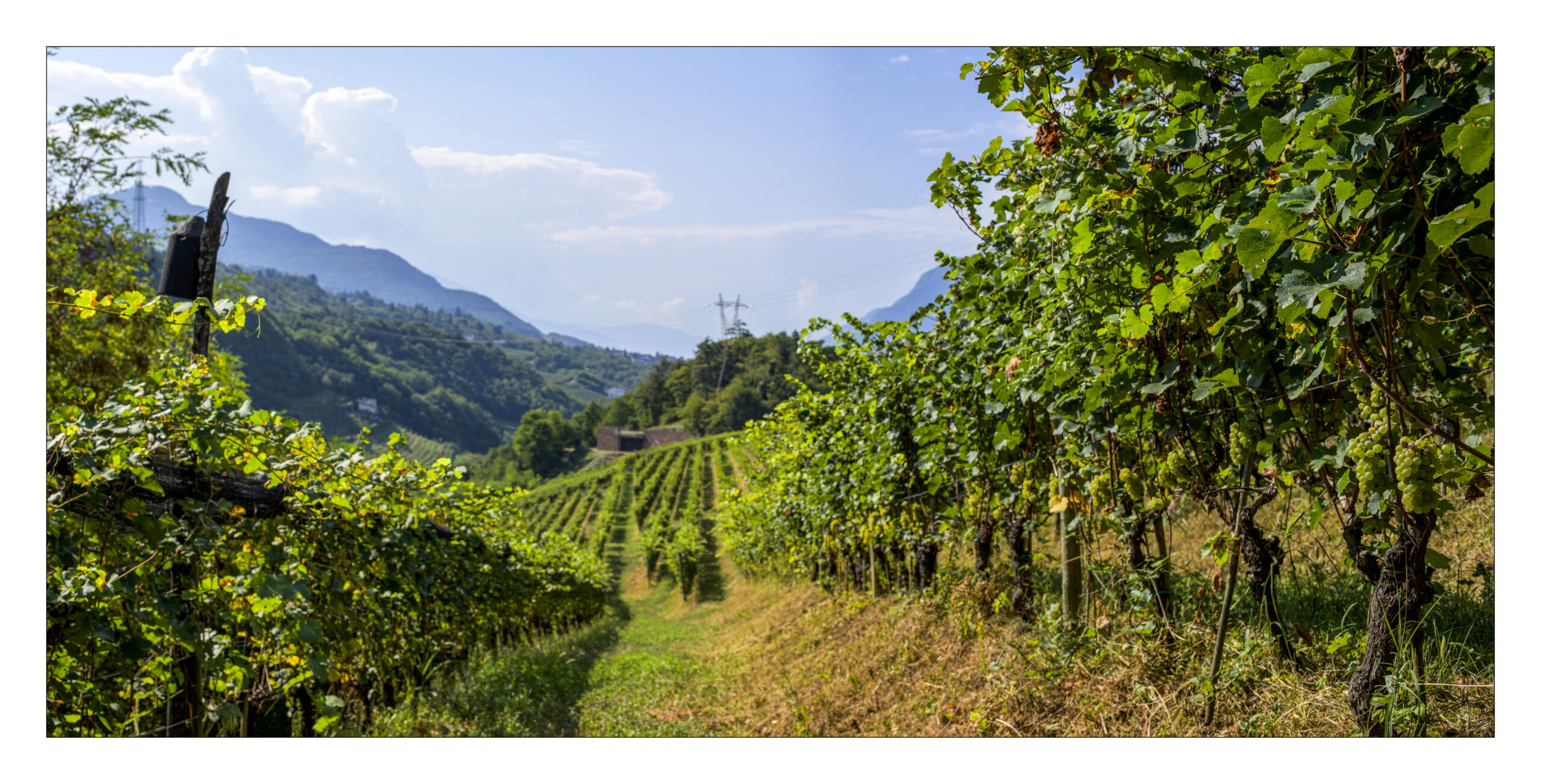 KLRfoto 3048 - panoramica campagna da maso Franc verso lavis - sostenibilitài