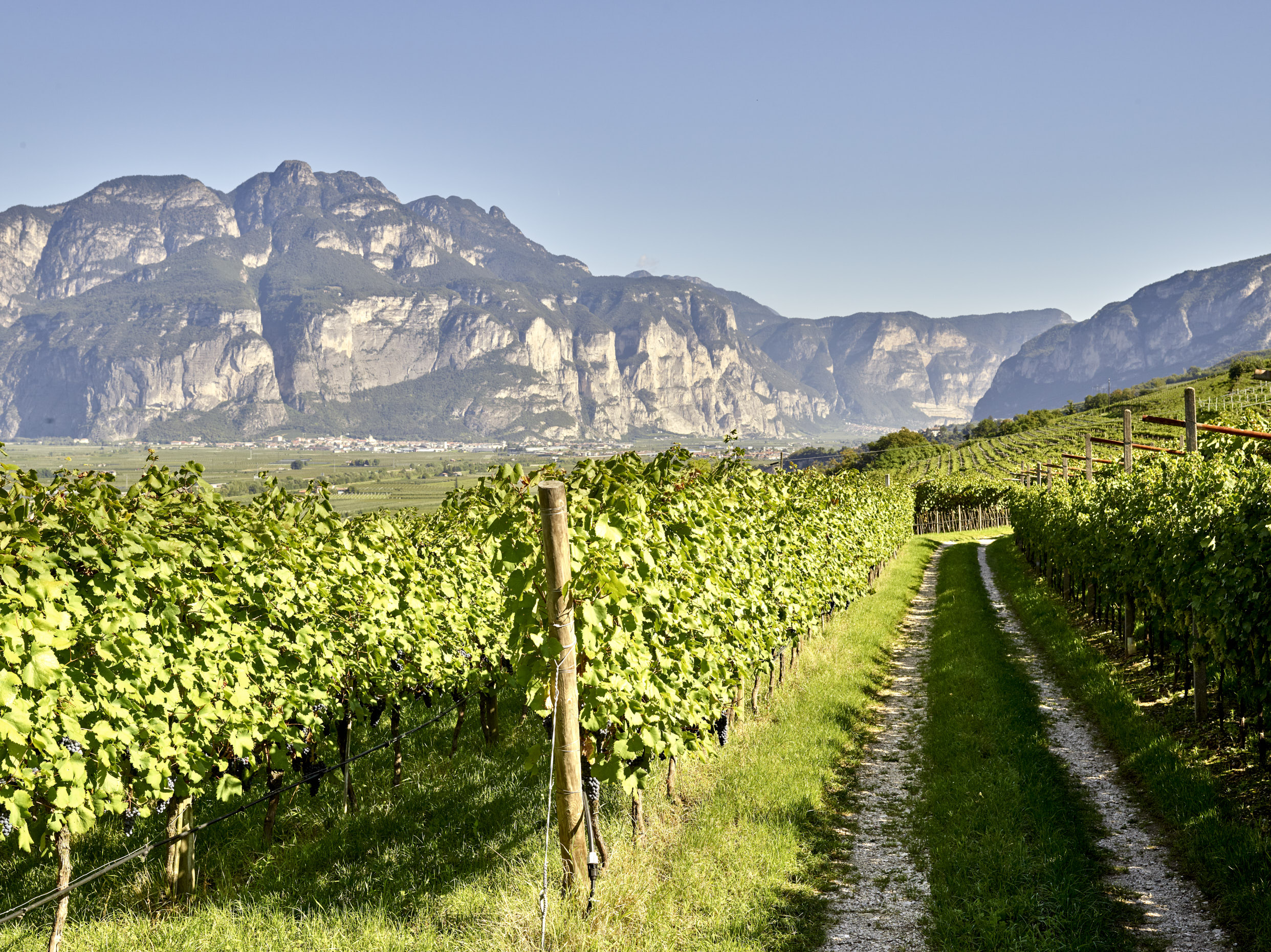 rover10_cantina e vigneti